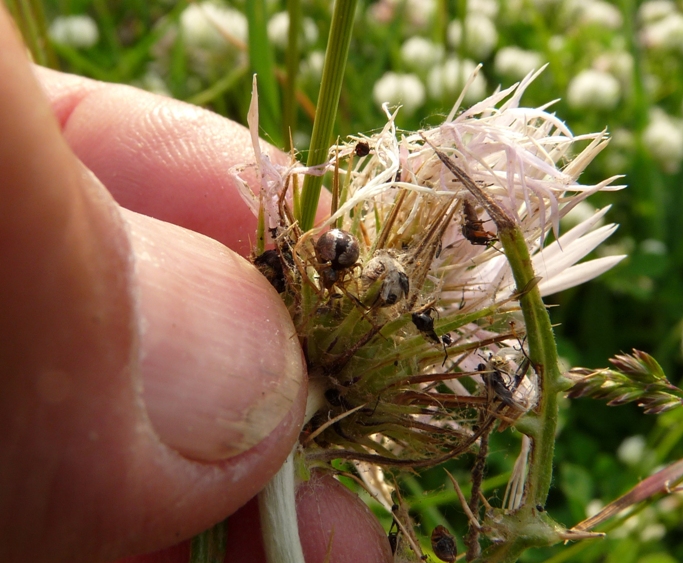 Predazione eccezionale: Enoplognatha sp.